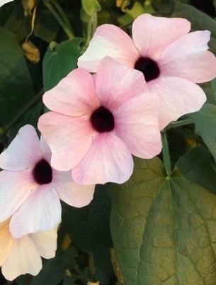 THUNBERGIA Arizona Pink Beauty